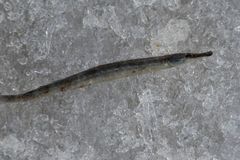 Syngnathus abaster