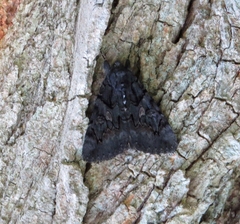 Catocala antinympha