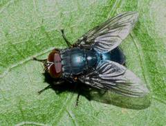Calliphoroides antennatis
