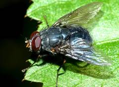 Calliphoroides antennatis