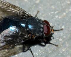 Calliphoroides antennatis