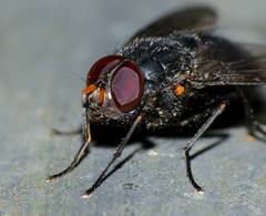 Calliphoroides antennatis