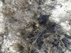 Galerida magnirostris