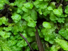 Cryptomitrium tenerum