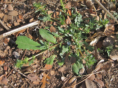 Blitum nuttallianum