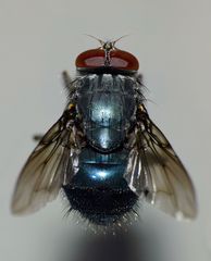 Calliphoroides antennatis