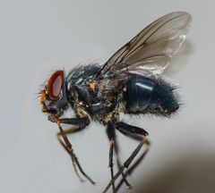 Calliphoroides antennatis