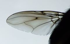 Calliphoroides antennatis
