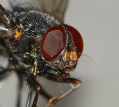 Calliphoroides antennatis