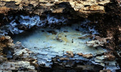 Byssocorticium atrovirens