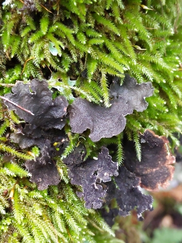 Melanelixia fuliginosa image