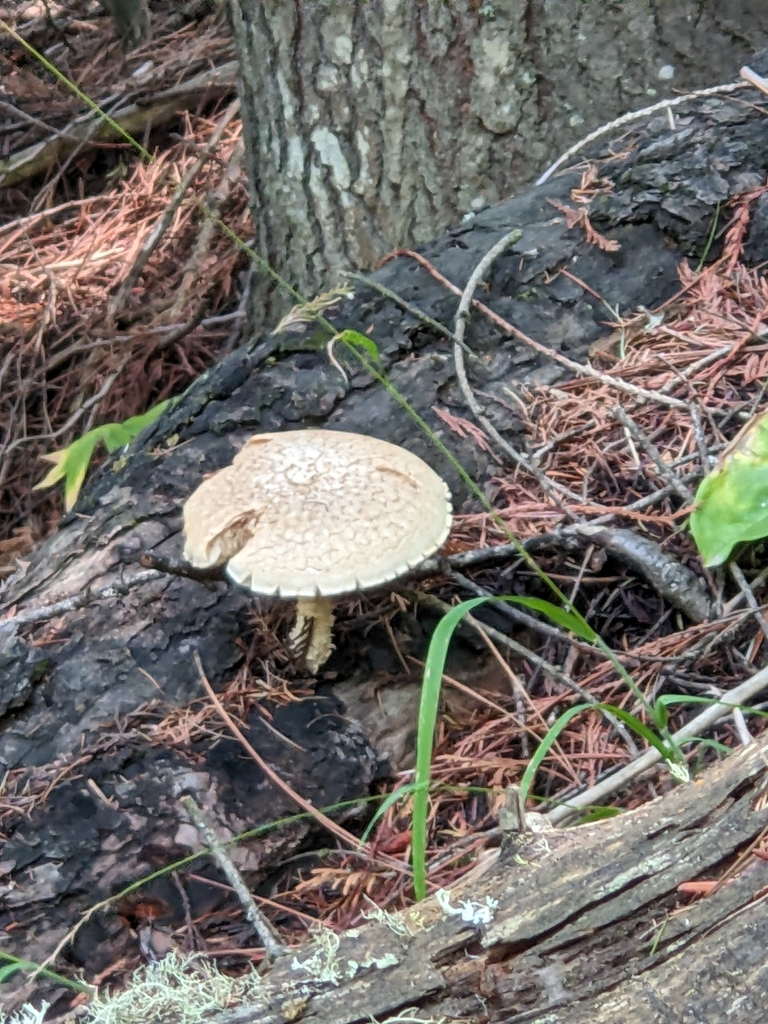 amanita mushrooms from Moscow, ID 83843, USA on August 23, 2023 at 01
