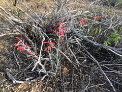 Penstemon subulatus