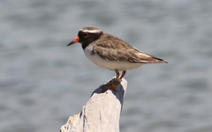 Thinornis novaeseelandiae