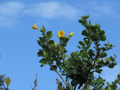Schultesianthus coriaceus