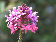 Epidendrum arachnoglossum