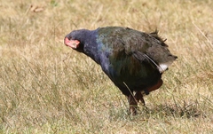 Porphyrio hochstetteri