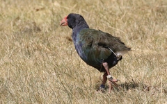 Porphyrio hochstetteri