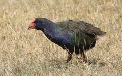 Porphyrio hochstetteri