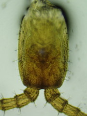 Aphilodontinae