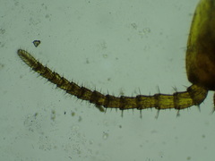 Aphilodontinae