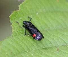 Callitettix versicolor