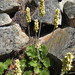 Heuchera cylindrica - Photo (c) Mike Fitz,  זכויות יוצרים חלקיות (CC BY-NC), uploaded by Mike Fitz
