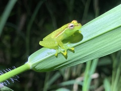 Tapir Valley Tree Frog photo 5