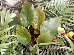 Begonia pulcherrima image