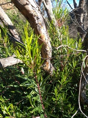 Ornithostaphylos oppositifolia