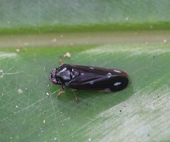 Considia nitidula