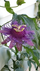 Passiflora