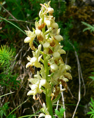 Orchis pallens
