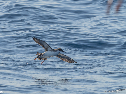 Balearic Shearwater, Spain, photo 7 of 10