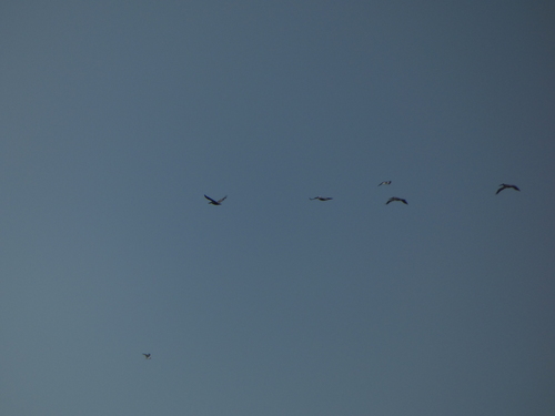 Brown Pelican photographed in New Jersey