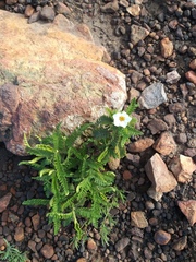 Chamaebatia australis