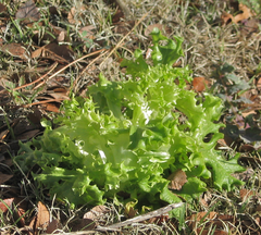 Lactuca sativa