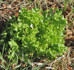 Lactuca sativa