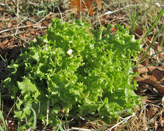 Lactuca sativa