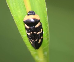 Cosmoscarta dimidiata