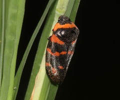 Cosmoscarta dimidiata