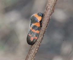 Cosmoscarta dimidiata