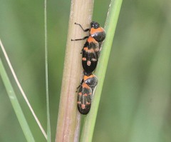 Cosmoscarta dimidiata