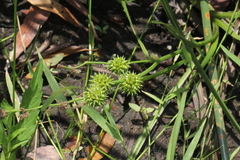 Sparganium subglobosum