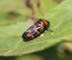 Cosmoscarta dimidiata