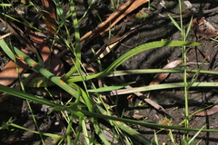 Sparganium subglobosum