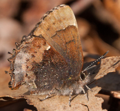 Callophrys henrici