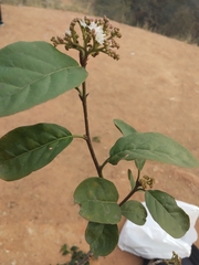 Ehretia anacua