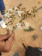 Ehretia anacua