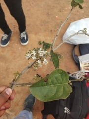 Ehretia anacua